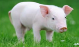 猪的视频,视频里的萌态瞬间